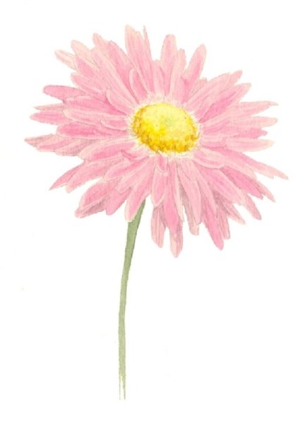 Рисование астры