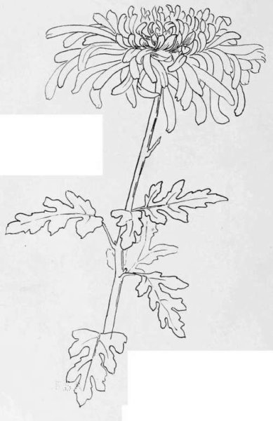 Хризантема контур