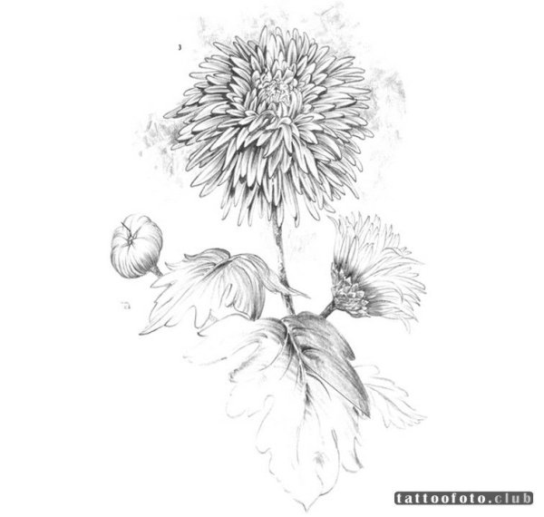 Хризантемы для срисовки