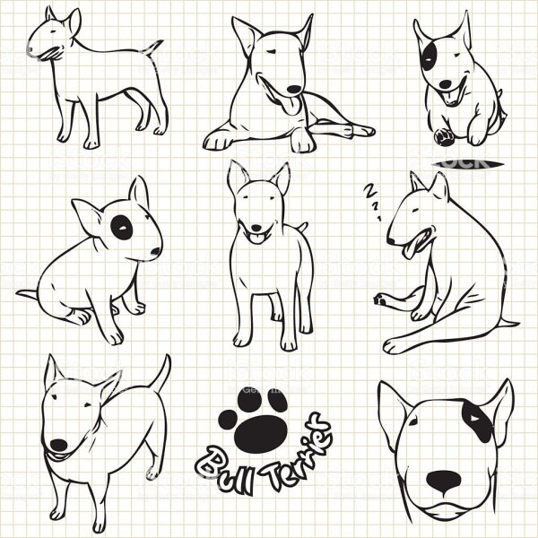 Бультерьер эскиз