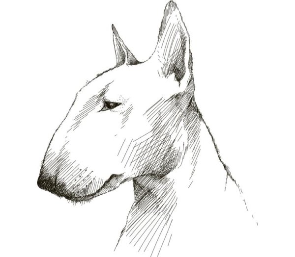 Бультерьер карандашом