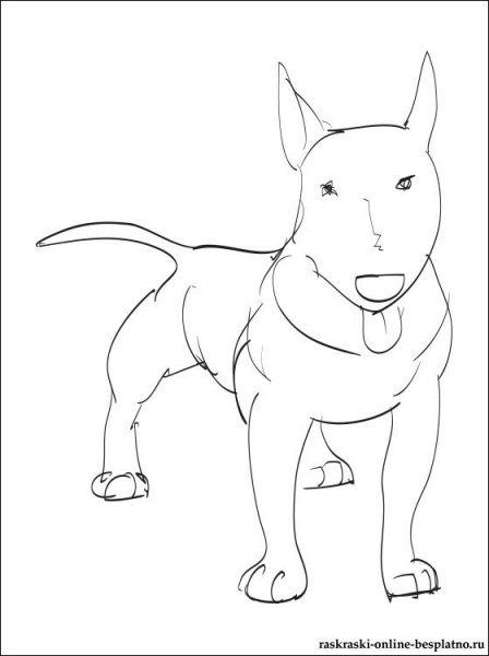 Раскраска собака бультерьер