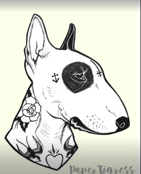 Раскраска бультерьер