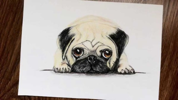 Рисунки карандашом мопсики
