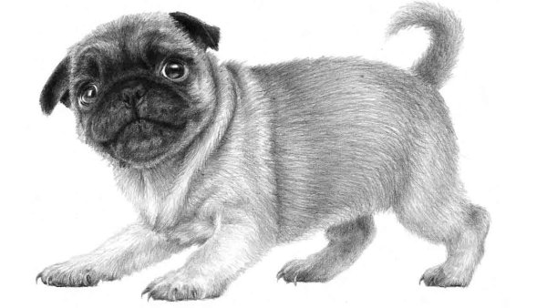 Гриффон Пти брабансон эскиз