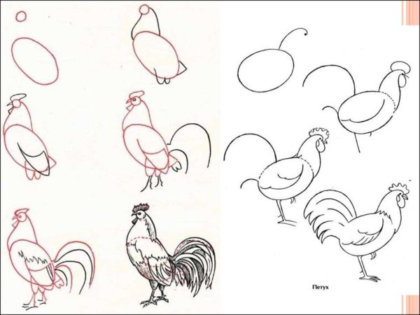 Нарисовать петуха простым карандашом
