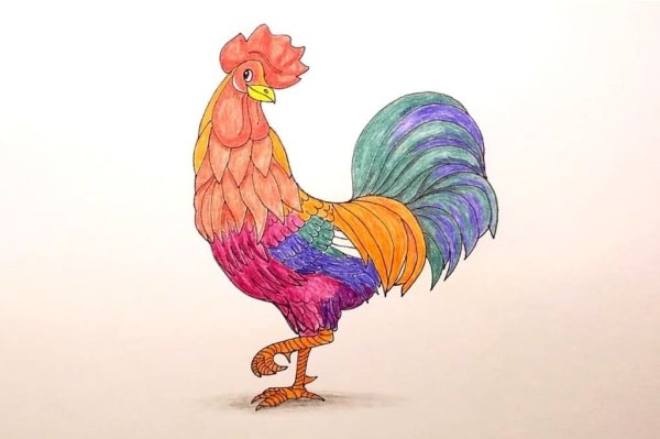 Этапы рисования петуха