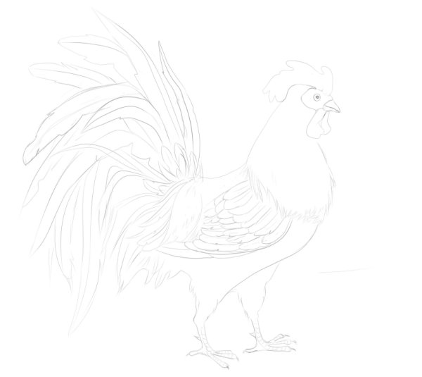 Нарисовать петуха