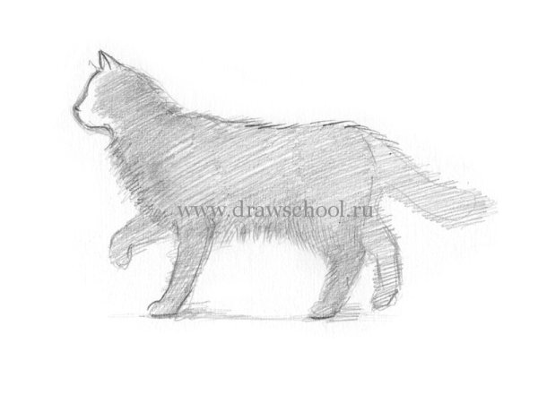 Кошка штриховка карандашом