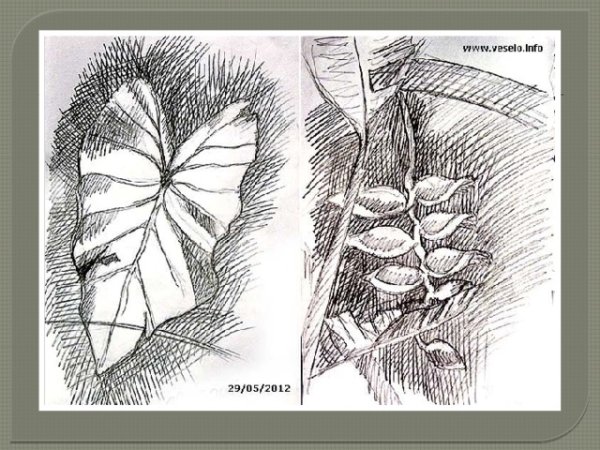 Наброски штрихом
