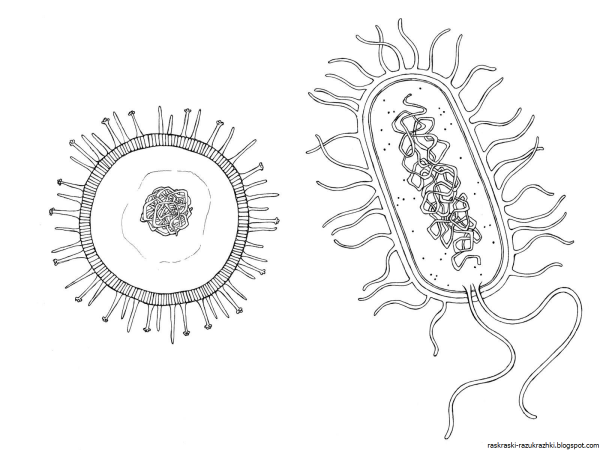 Коронавирус бактерия рисунок