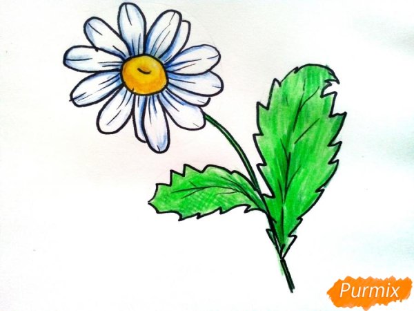 Ромашка рисунок