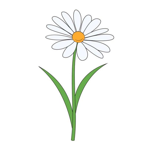 Поэтапное рисование ромашки