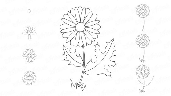 Ромашки рисовать карандашом