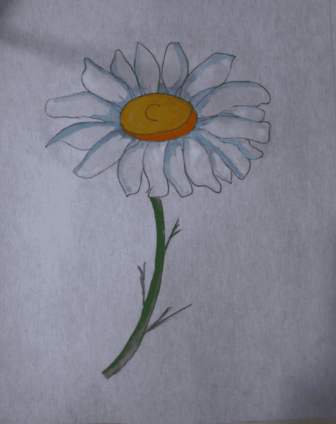 Рисунки цветов для срисовки ромашки