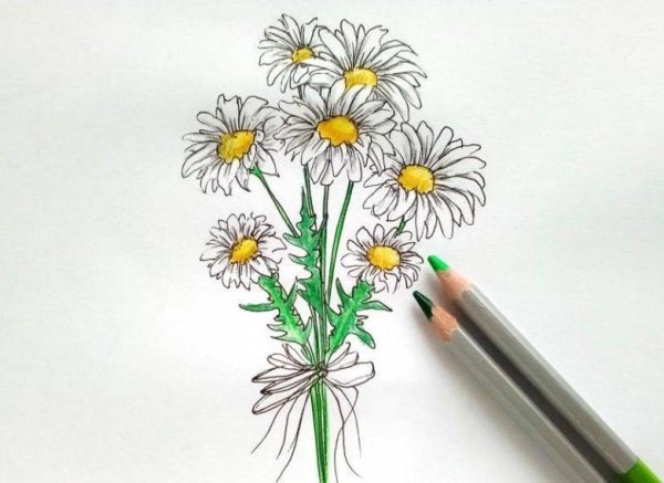Поэтапное рисование ромашки