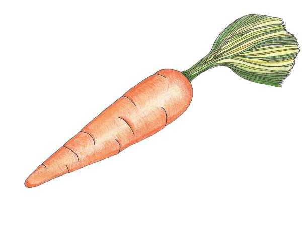 Морковь рисунок для детей карандашом