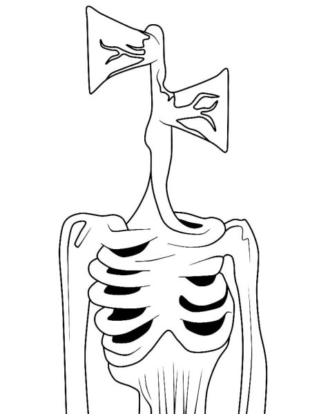 Сиреногловый раскраска