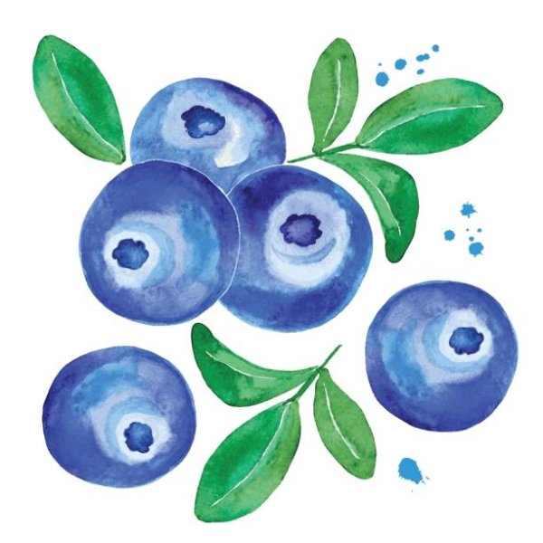 Голубика акварелью легко