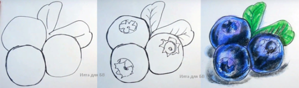 Голубика карандашом