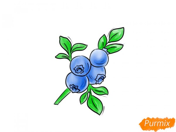 Голубика карандашом