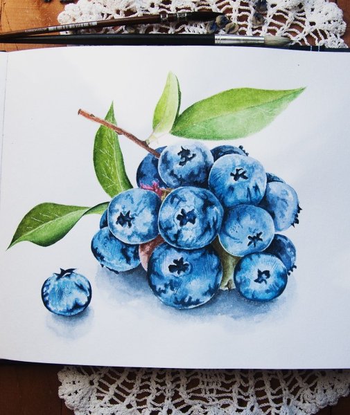 Черника акварель
