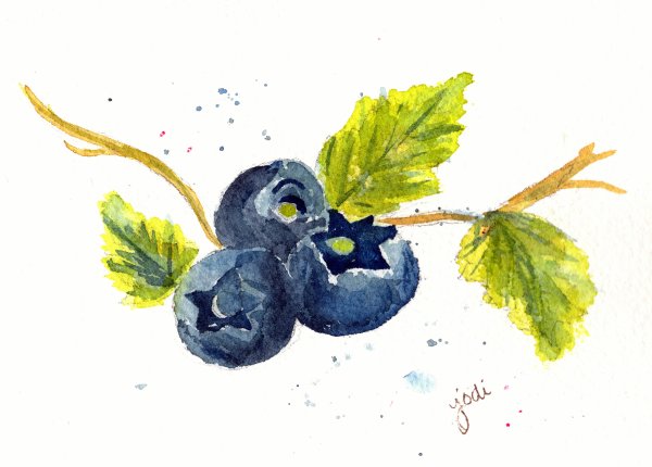 Голубика акварелью