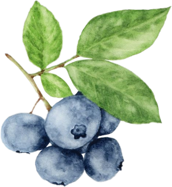 Черника голубика вишня акварель