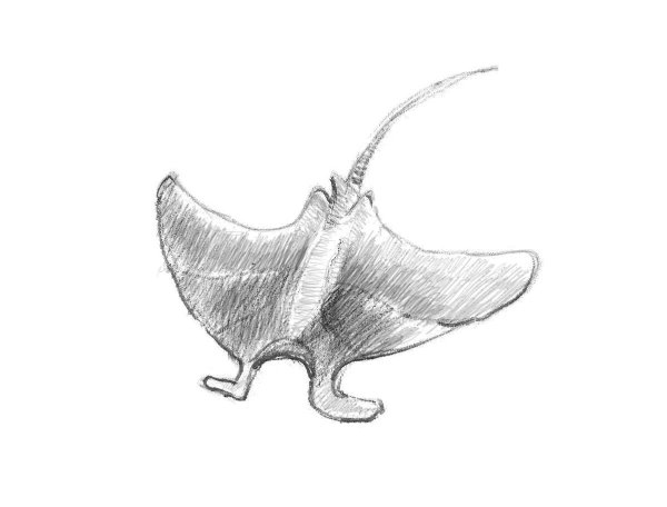 Скат раскраска