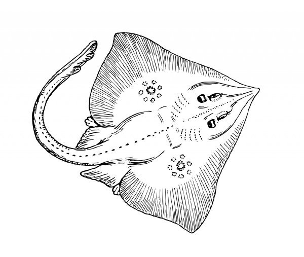 Скат Манта анатомия