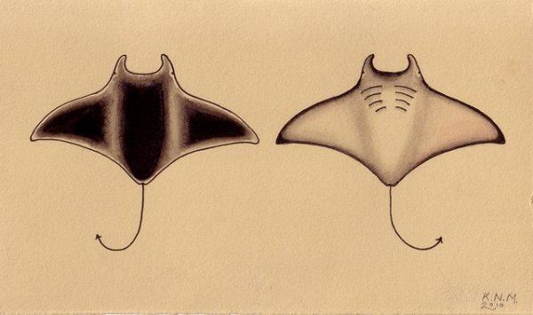 Скат раскраска