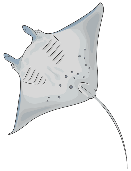 Скат хвостокол рисунок цветной