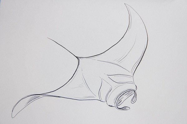 Иллюстрация скатов для детей