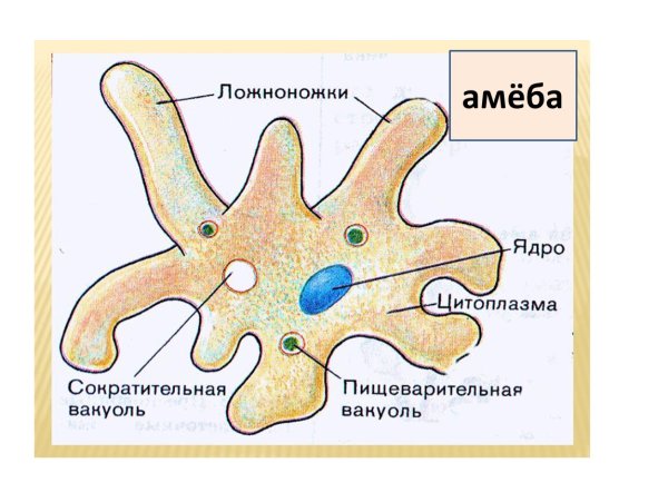 Амёба обыкновенная строение рисунок