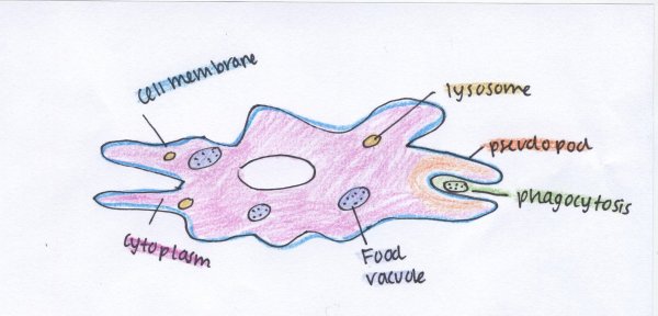 Амеба Протей рисунок