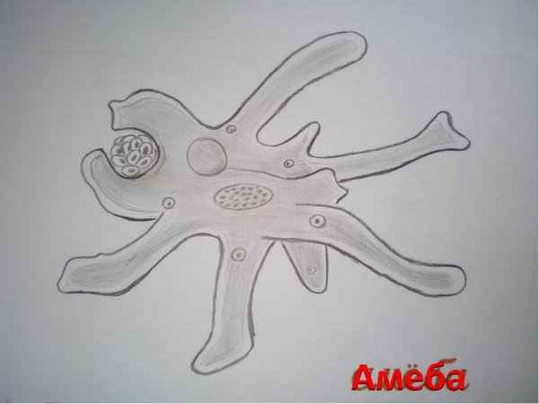 Аппликация амебы обыкновенной