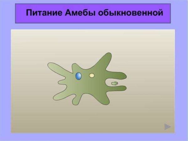 Одноклеточные животные амеба