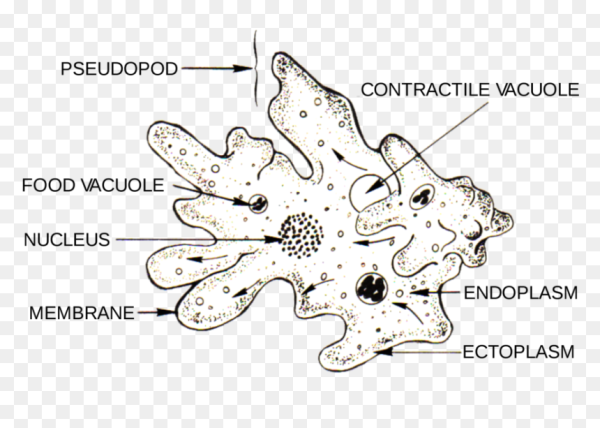 Ядро амебы обыкновенной