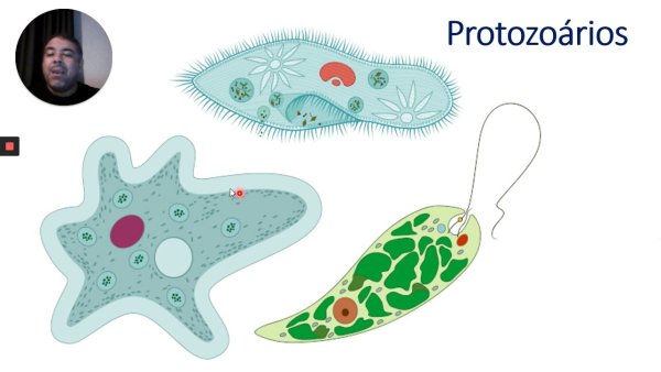 Одноклеточные амебы эвглены