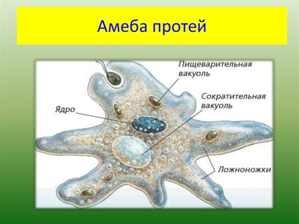 Строение амебы Протей
