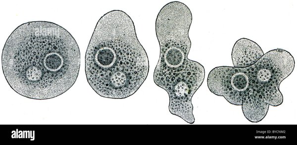 Размножение амебы начинается с