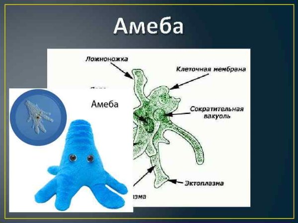 Строение амебы 7 класс