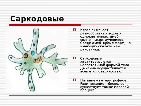Класс Саркодовые Sarcodina