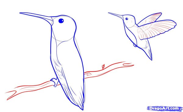 Поэтапный рисунок Колибри