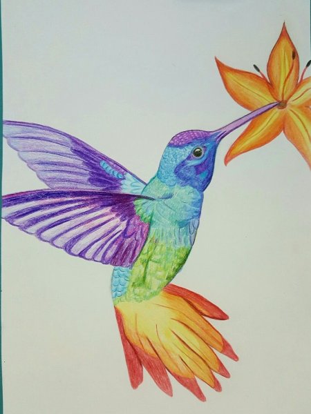 Колибри карандашом