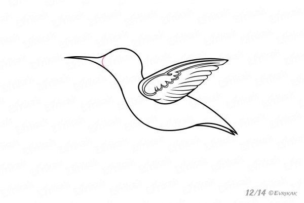 Как нарисовать Колибри