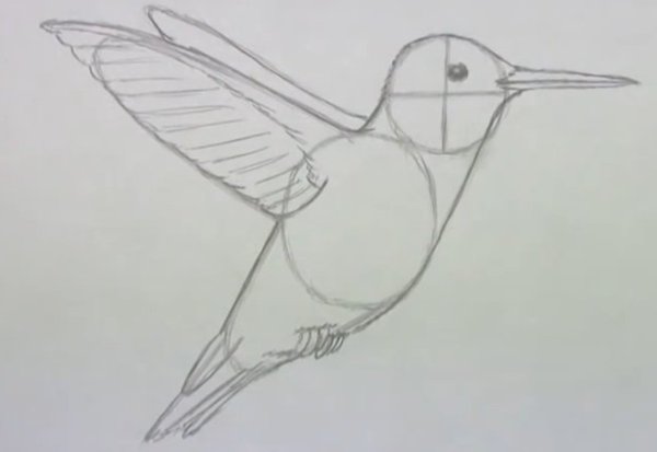 Колибри рисунок карандашом легко