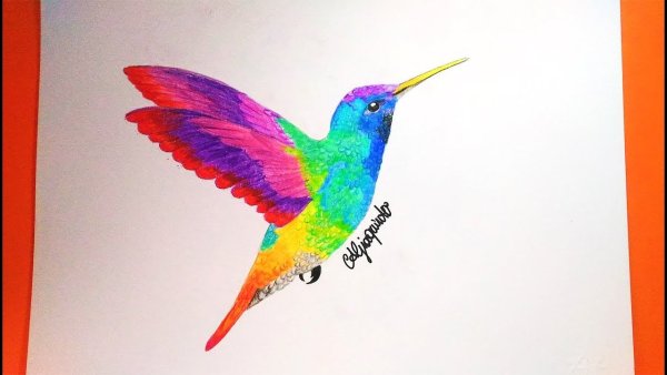 Рисунки птиц для срисовки