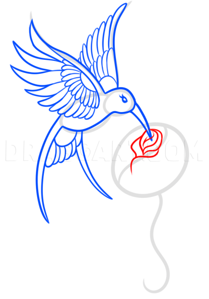 Колибри для срисовки