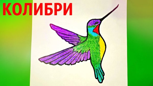 Колибри рисунок карандашом